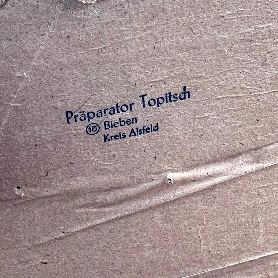 Image 1 of Grande gallo tassidermico tedesco antico, primi anni del 1900