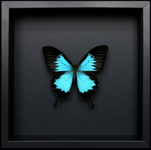 Papilio Ulisse conservato sotto una cornice di legno nera – decoratieve objecten, Plexiglass