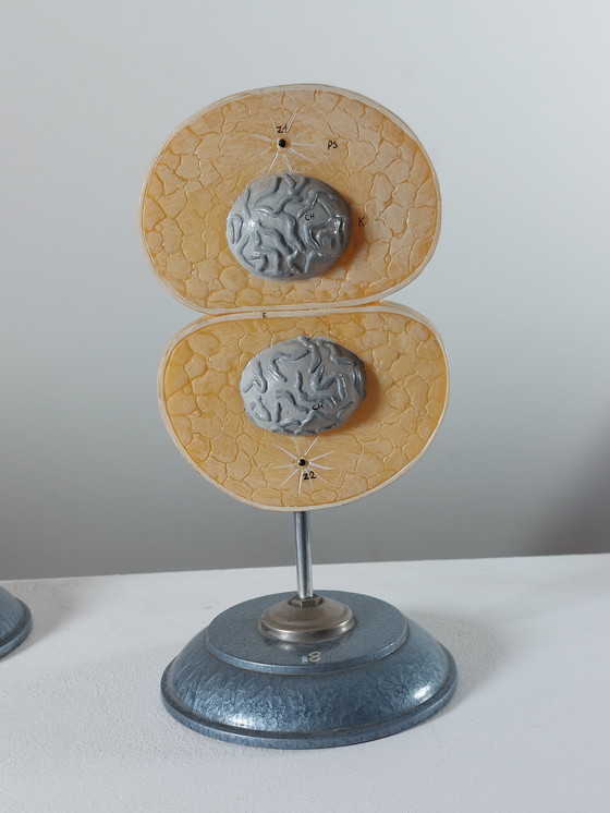 Image 1 of Vecchio modello didattico Divisione cellulare Mitosi Ausilio didattico di biologia Metallo Plastica