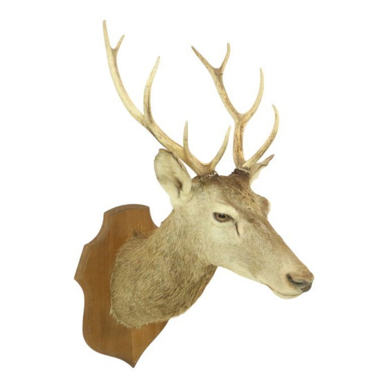 Image 1 of Tête de cerf montée cerf rouge avec bois