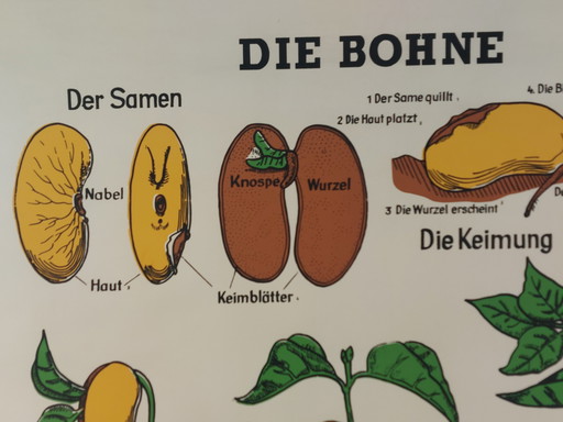 Vintage Lehrmittel Rollkarte Biologie Bohne Pflanzen