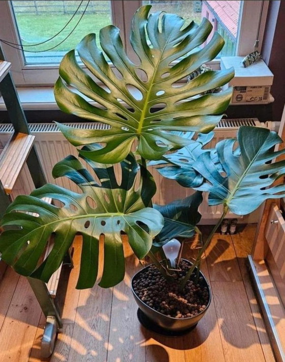 Image 1 of Große, schöne Pflanzen als Ersatz für das Weihnachtsgrün