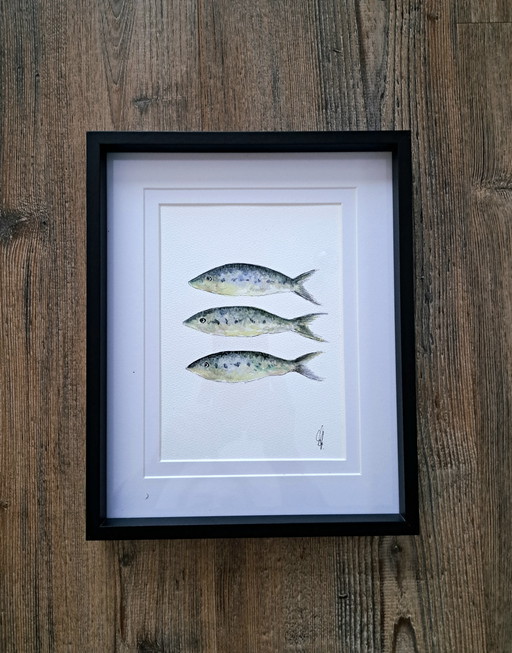Aquarelle originale représentant trois sardines | Cadre inclus