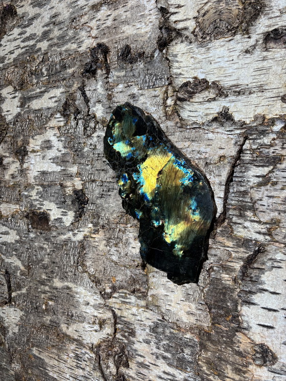 Image 1 of Librería de corteza de abedul de Sophie Gallardo y George Guillaume Cassan