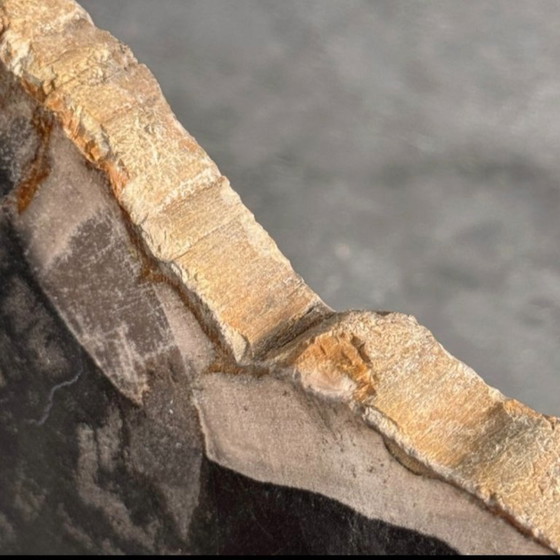 Image 1 of Bois fossilisé – Plaque en bois pétrifié avec un support sur mesure.