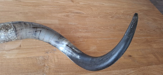 Kuhhörner – Wanddekoration, Andere, Metall (photo 7 of 8)