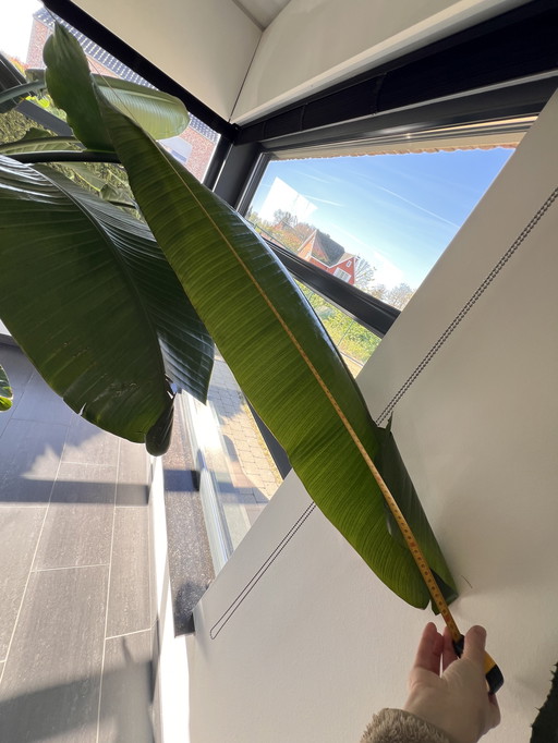 Strelitzia Nicolaï >220cm