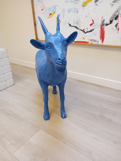 Chèvre clonée Beaufort 2003 sweetlove William