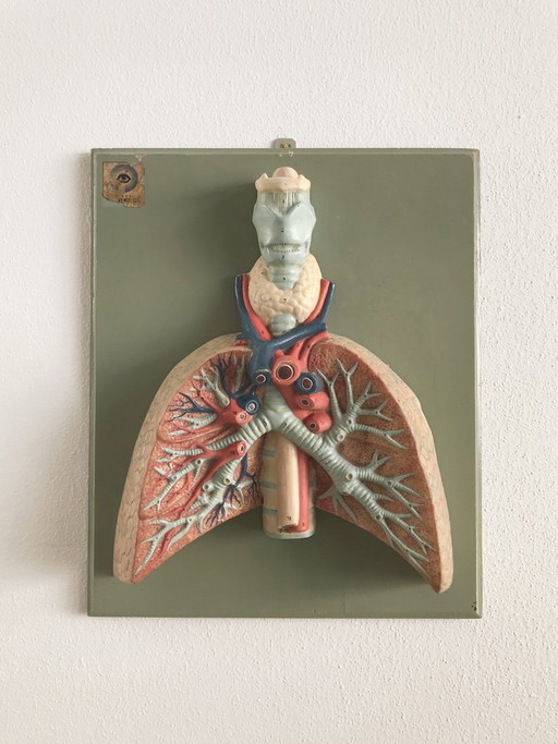 Dreidimensionales anatomisches Bild, Deutschland, 1950er Jahre