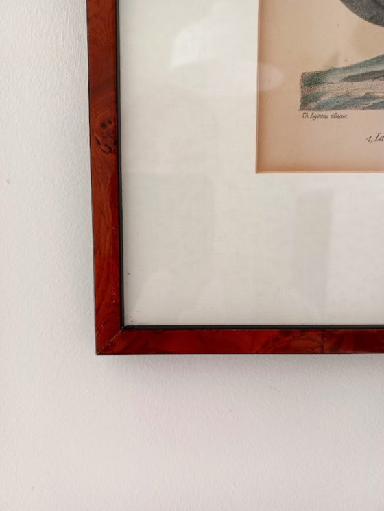 Image 1 of Twee handgekleurde Brusselse ornithologische lithografieën (ca. 1828–1833) – Burggraaff, Lejeune – Pl. 1 en Pl. 19