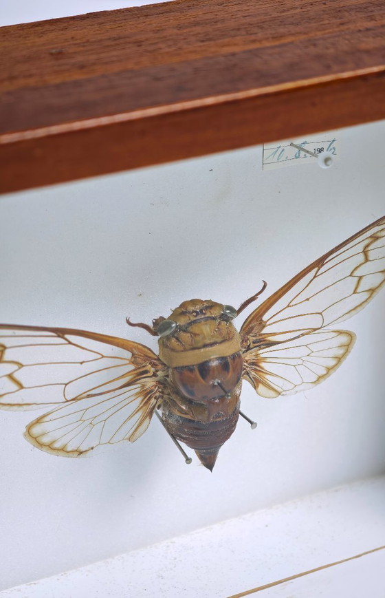 Image 1 of Large Cicada from Brazil Mounted Insect / Natural History Collector's Item 1986