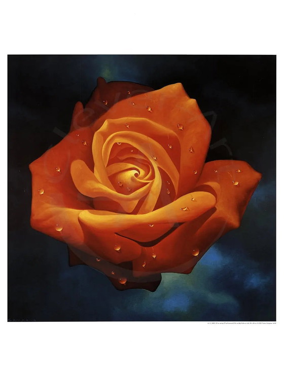 Image 1 of Magie de la rose - Campana, Franco - Rose orange - Tirage d'art