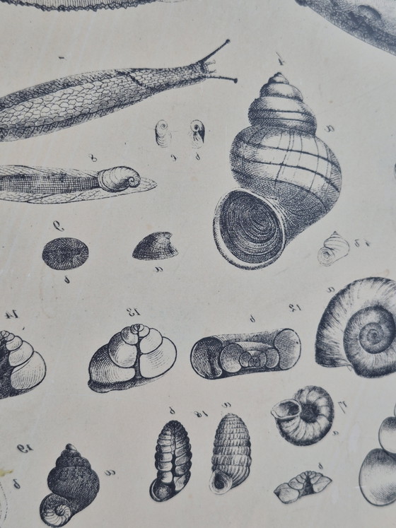 Antique Lithographic Stone Printing Stone Mollusks Snails Shells – Decorative Objects, Paper (photo 12 of 13)