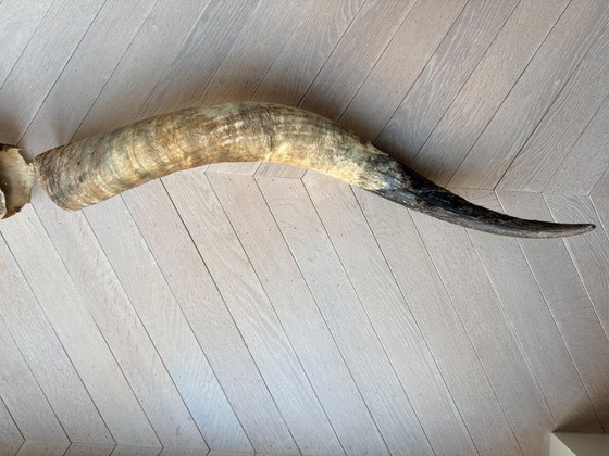 Image 1 of 2 große, authentische Büffelhörner, 90 und 100 cm lang