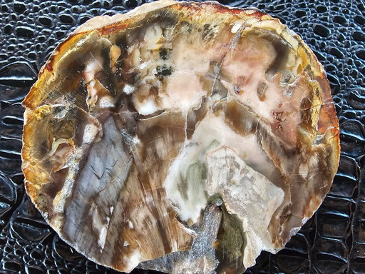 petrified wood