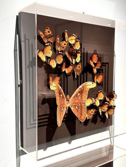 Butterfly box with a passe-partout in the background and with various butterflies in it, brown and red butterflies