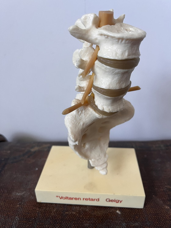 Image 1 of Anatomical decoration x 5