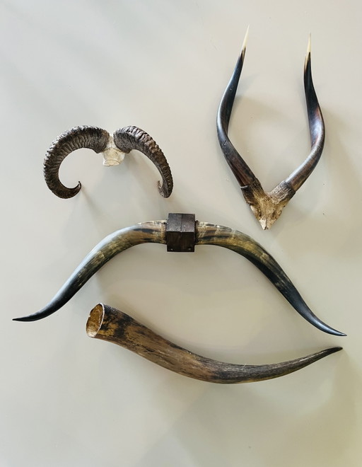 Corna Teschi Palchi Longhorn Bullbar Corna di mucca Bufalo