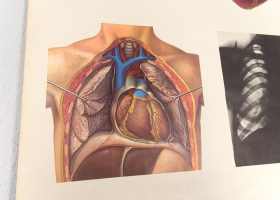 Image 1 of Original Vintage Schulwandkarte Das Herz I Mensch Brustkorb Anatomie Plakat Lehrtafel Rollkarte Biologie DHM Dresden DDR