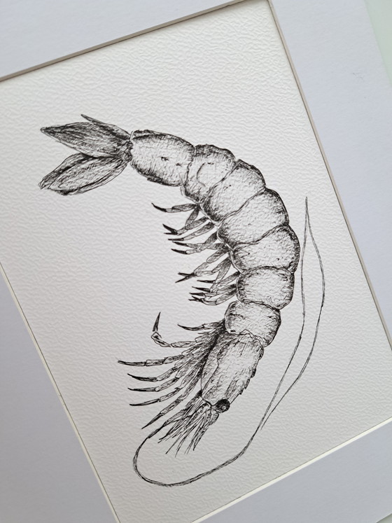 Image 1 of Garnelenillustration | Original und handgefertigt