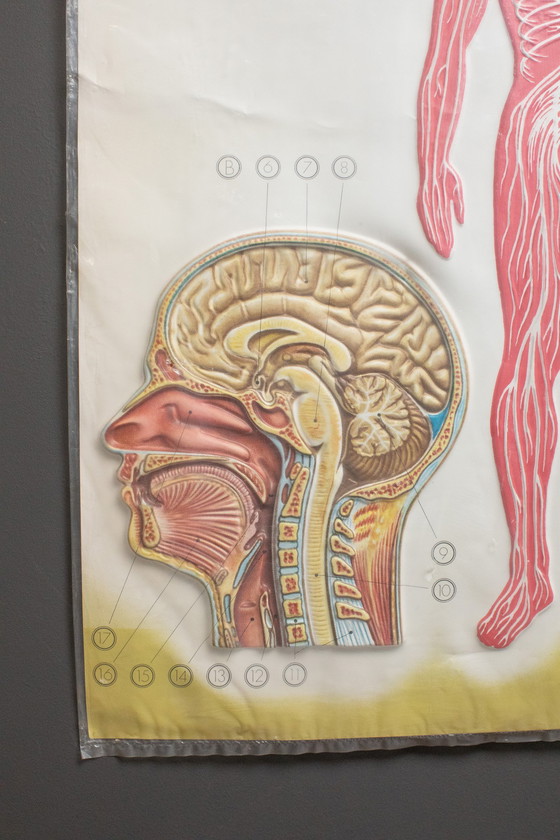 Image 1 of Reliefposters Nova Rico Florence Italy Scientific - Man