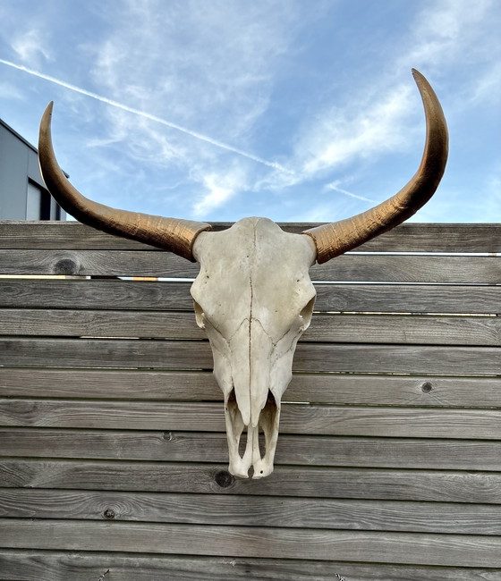 Image 1 of Longhorn XXL