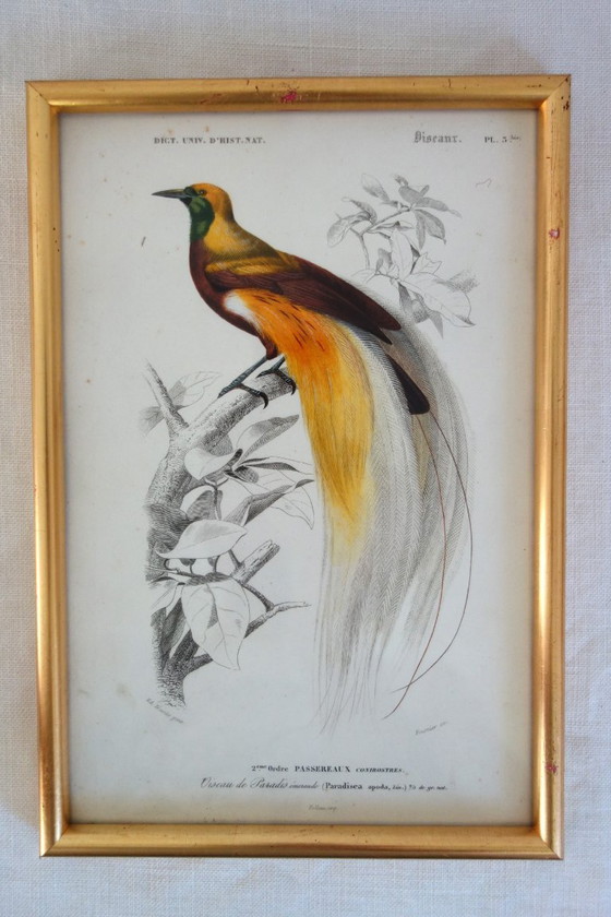 Image 1 of 5 incisioni antiche di uccelli incorniciate