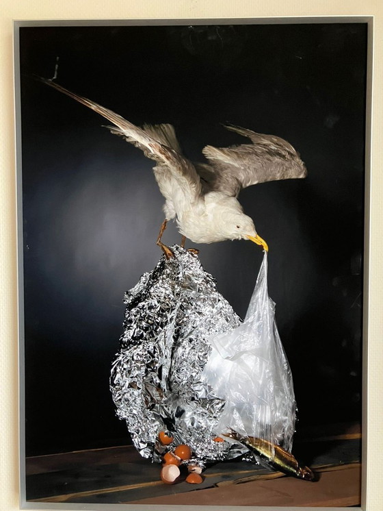 Image 1 of Kunstfotograf Joop Schepers – Eine feiernde Möwe findet immer etwas