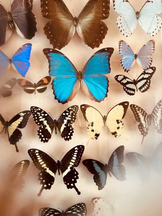 Image 1 of Unique ! 3 armoires papillon vintage exotiques