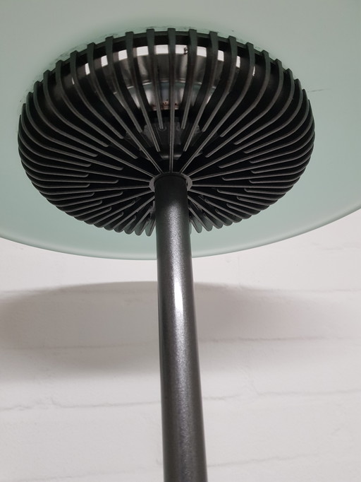 Aureola Grey