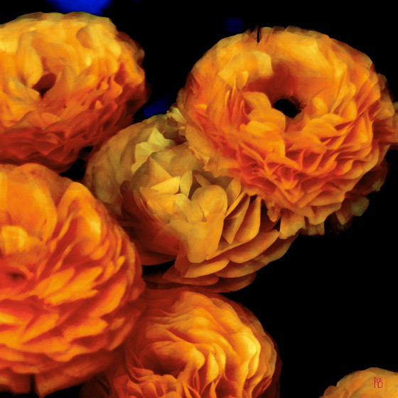 Image 1 of Splendore floreale