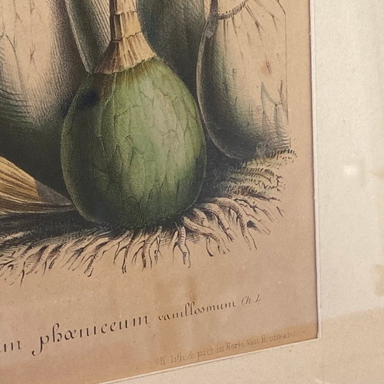 Image 1 of Antieke schildering van een orchidee, lithografie