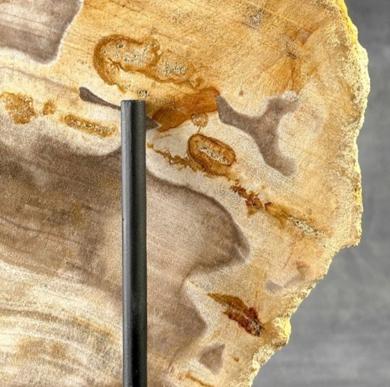 Image 1 of Madera fosilizada de Sooka, estándar a medida (nuevo)