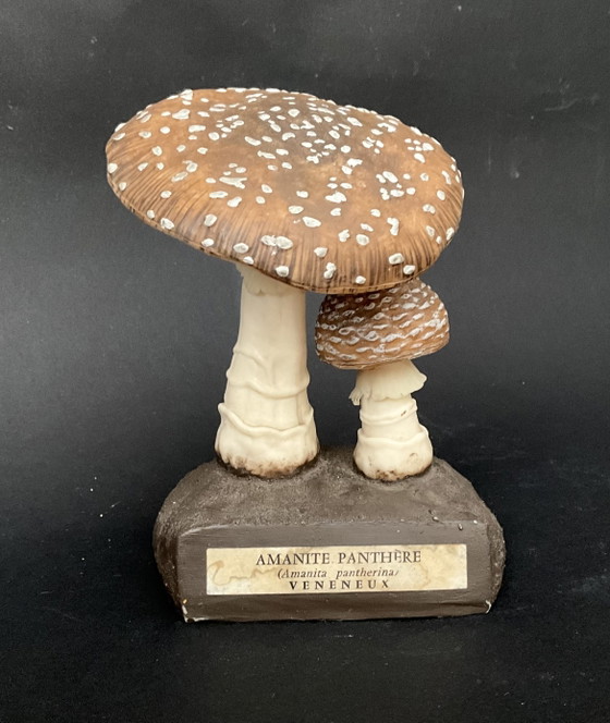Image 1 of Conjunto exclusivo de 13 modelos de setas Deyrolle / Eurosap-Deyrolle – Colección didáctica de farmacia francesa