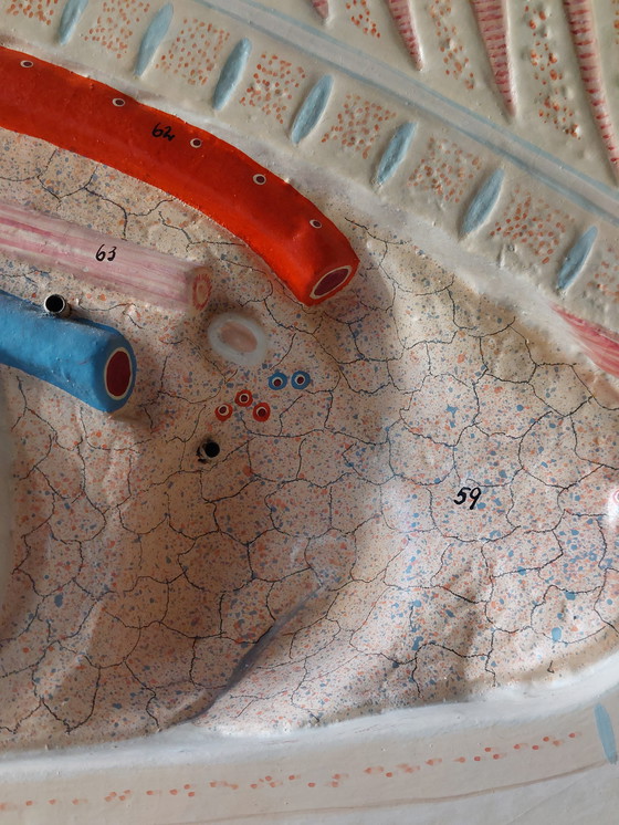 Image 1 of Modèle anatomique ancien de porc à visée pédagogique, Louis Meusel, Sonneberg