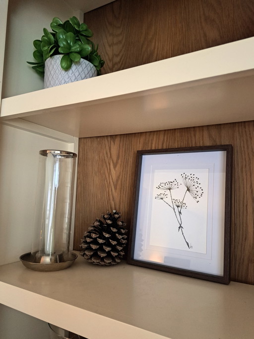 Illustration Hogweed | Dark brown chest