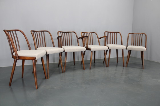 Image 1 of 1960 Antonin Suman Ensemble de six chaises de salle à manger en hêtre, restaurées