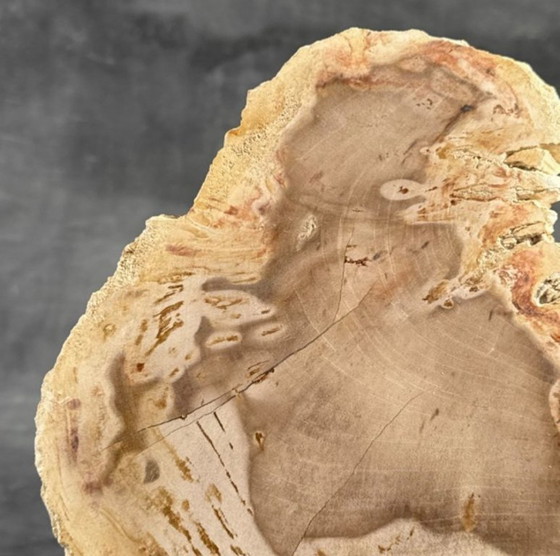 Image 1 of Madera fosilizada de Sooka, soporte hecho a medida (nuevo)
