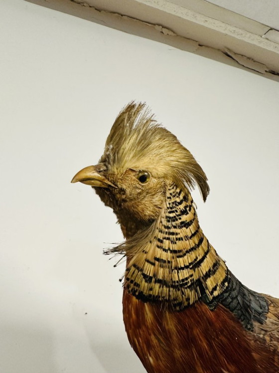 Antique stuffed Golden Pheasant Rooster – Decorative Objects, Wood, Other (photo 13 of 14)