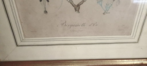 Botanical lithograph - Summer Bergamot - Framed under glass