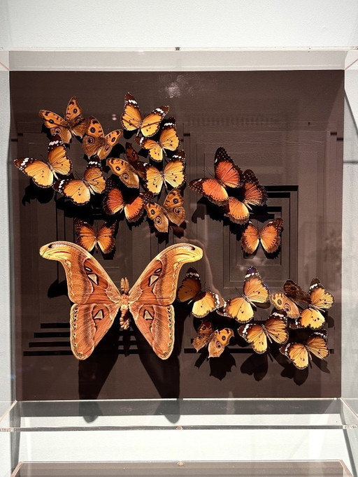 Butterfly box with a passe-partout in the background and with various butterflies in it, brown and red butterflies