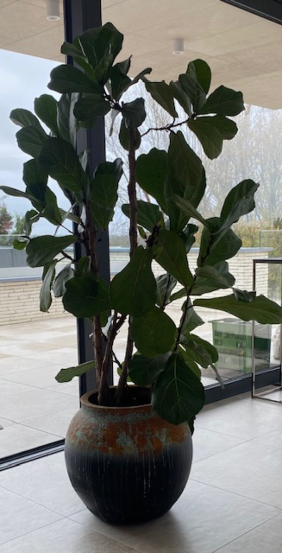 Image 1 of Vaso di fiori con una pianta di lyrata in omaggio