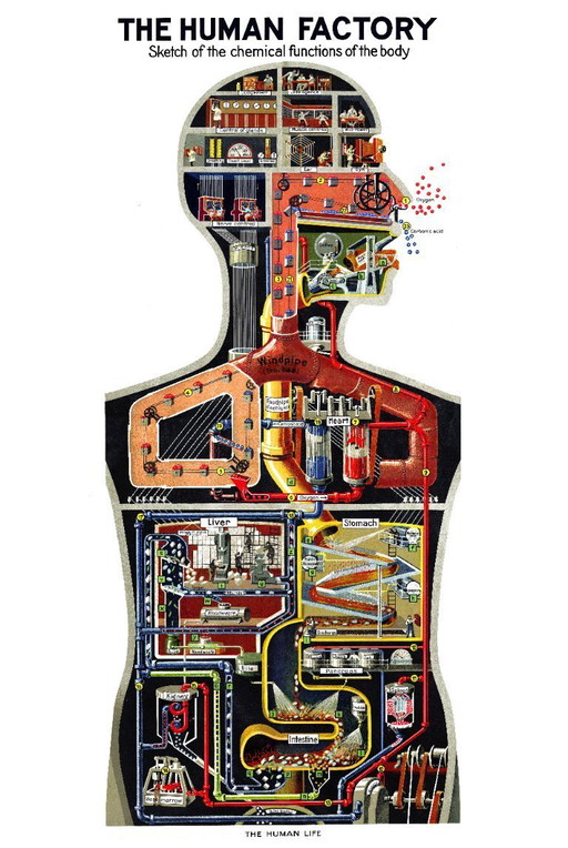 L'usine humaine - Esquisse des fonctions du corps - 1931 - Poster 61 x 91 cm
