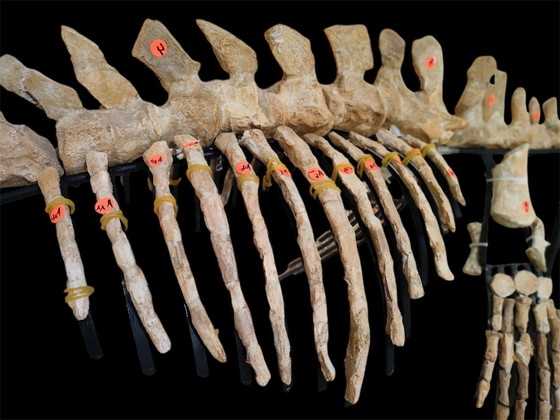 Image 1 of Large 2.80m Mosasaur Skeleton - Museum Quality 3D Mount - Prehistoric Fossil Art