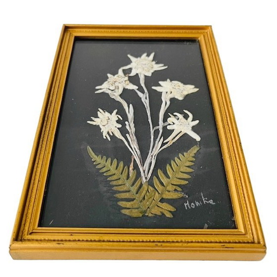 Image 1 of Vintage schilderij met gedroogde bloemen uit het midden van de vorige eeuw, Edelweiss, jaren 50