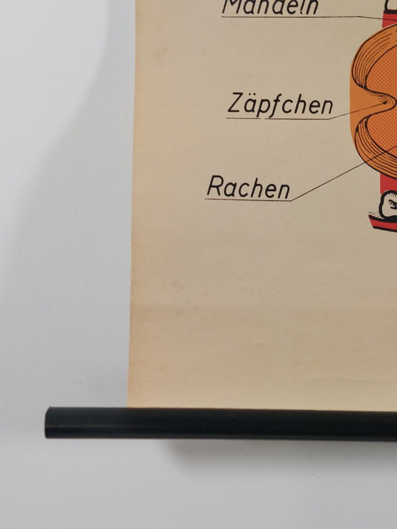 Image 1 of Vintage teaching aid roll-up chart oral cavity medicine wall chart