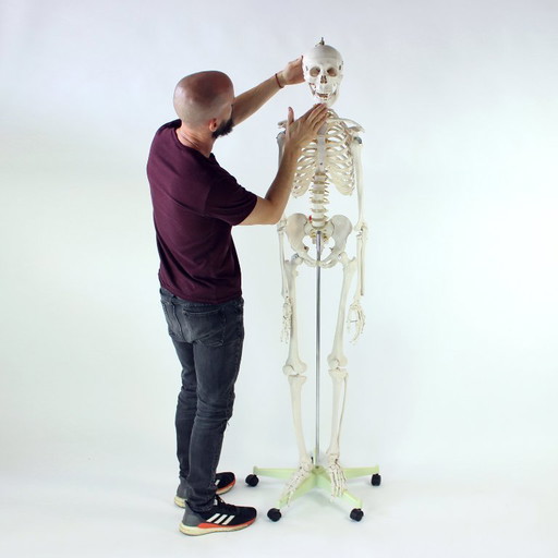 Freestanding Vintage Human Skeleton Anatomy Model, Czechoslovakia 1980s