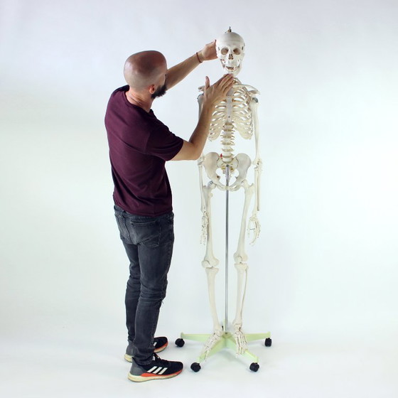 Image 1 of Freestanding Vintage Human Skeleton Anatomy Model, Czechoslovakia 1980s
