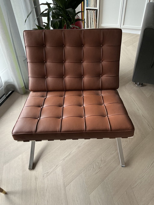 Chaise de Barcelone, regard d'ours