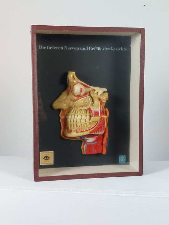 Image 1 of Medical wax model, Hygiene Museum Dresden, teaching model, display case, facial nerves